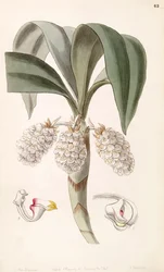 Eria spicata (som syn. Eria convallarioides)